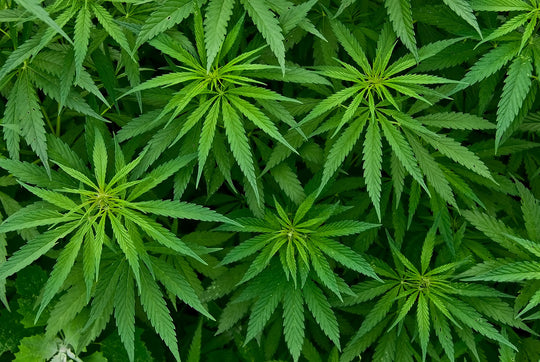 The Amazing Vindication of Hemp