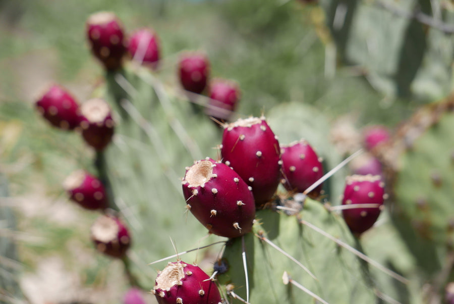 It's Jerky Y'all Plant-Based Jerky - Prickly Pear Teriyaki